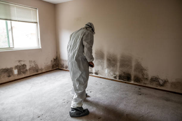 Professional Mold Removal in Aldine, TX